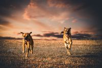 zwei rennende Hunde auf einer Wiese bei Sonnenuntergang